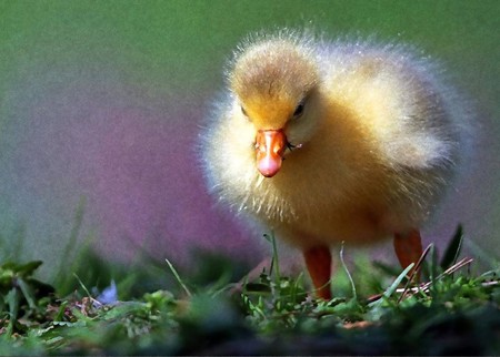 Duck chick - duck, small, grass, sweet, duck chick, green, cute, little, animals