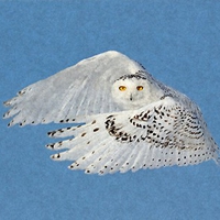 Flying Snowy Owl