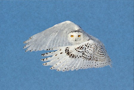 Flying Snowy Owl