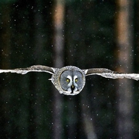 Great gray owl