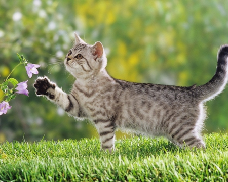 cute cat - flowers, nature, kitten, garden, cute, sweet, animals