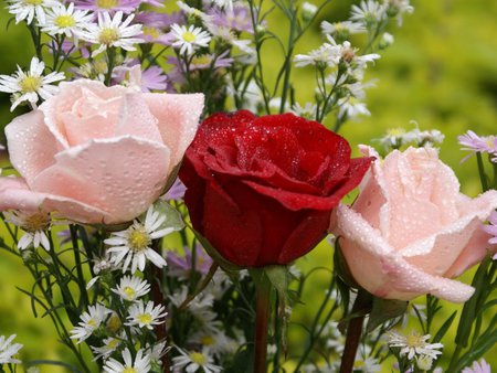 Roses and Daisies - dew drops, blooms, daisy, rose, white, pink, red, moisture, flower