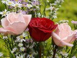 Roses and Daisies