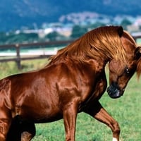 Arabian Stallion