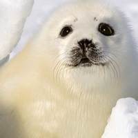 Baby Harp Seal