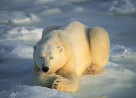 The Sunbather - snow, polar bear, big paws, sun