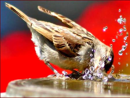 bird bath - water, bird, sparrrow, bath