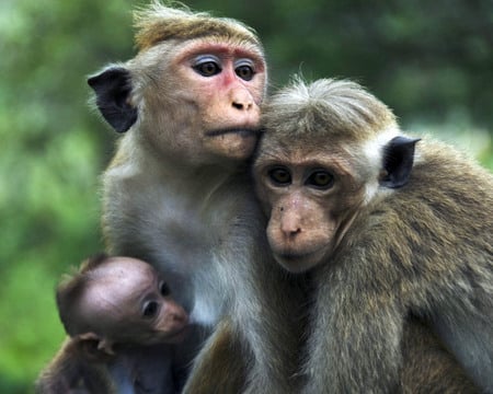 Funny-animals-monkey - nature, monkeys, animals, family, funny