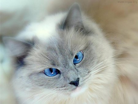 Sweet blue eye cat - animal, kitten, cat, sweet, feline