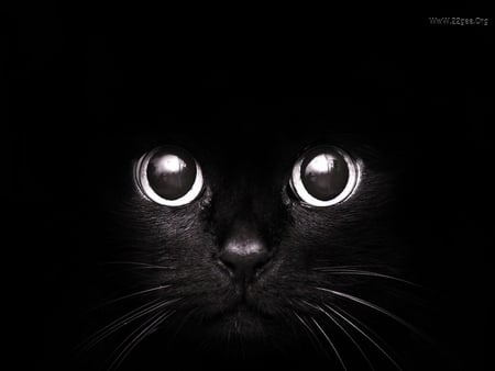 Magic eyes - cat, feline, eye, pet, sweet, black, kitten