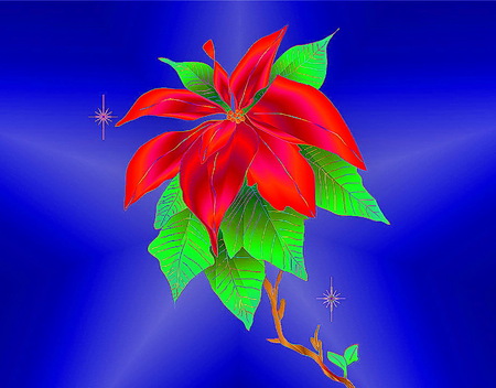 Christmas flower - christmas, red and gold, poinsettia, green leaves, blue background