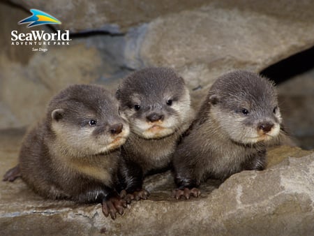 otters - three, otters, cute, sea, little