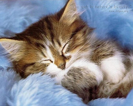 Nap time - animal, sleep, kitten, feline, sweet, cat