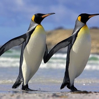 Buddy System King Penguins, Falklands