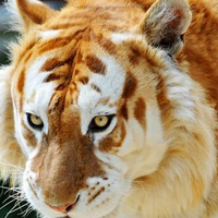 Golden tiger