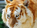 Golden tiger