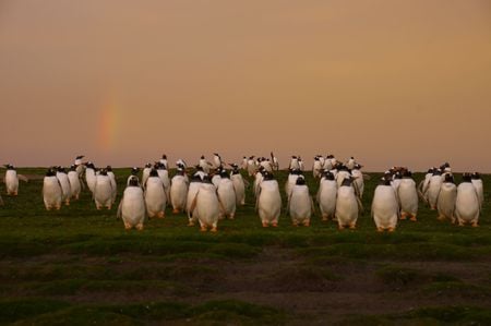 Penguins, Falkland Islands - crowd, black, white, rainbow, penguins, sky