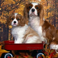 Autumn dogs