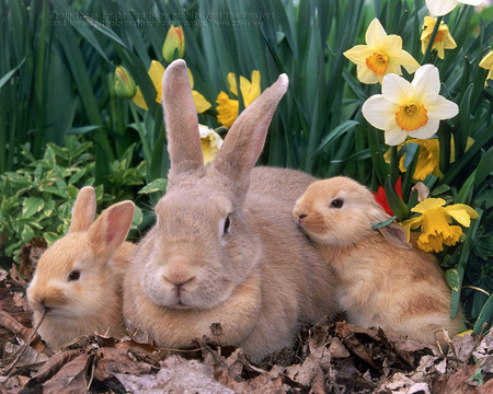 Mother and babies - flower, rabbit, baby, mother, roden