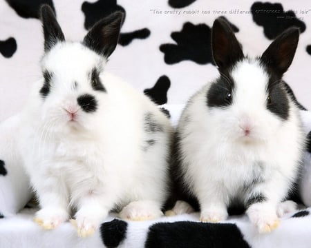 Bunnies - rabbit, rodent, animal, black and white, bunny, sweet