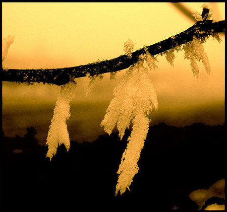 Sunset Glow - branch, winter, gold, christmas, glow, snow, tree, icy, golden, icicle