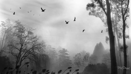 Tranquility - trees, birds, fog, mist, black and white, firefox persona