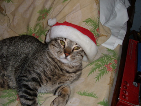 Christmas Cat: Stripes - holiday, cats, christmas, kitten