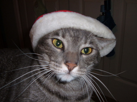 Christmas cat: C.J. - christmas, holiday, animals, cat