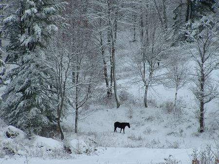 Contemplating Stillness - pony, holidays, horse, shadows, snow, winter, snowy, christmas