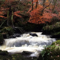 Autumn Forest