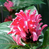 Pink Plume Flower 