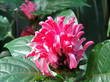 Pink Plume Flower  - evergreen, plume, brazilian, flower, pink