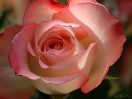 Beauty pink rose - nature, petal, pink, rose, flower