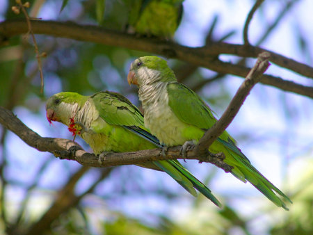 Monk Parakeets - bird, cream, branches, parrots, green, tree, leaves