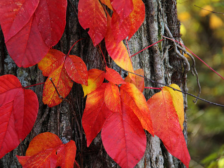 Leaves of Autumn - season, fall, colour, yellow, red, orange, leaf, tree