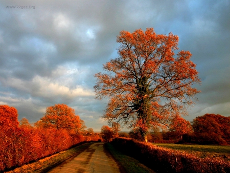 Orange leefs - red, autum, tree, nature, season