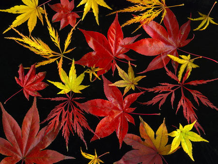 Fall Colours - colour, yellow, autumn, red, orange, leaves