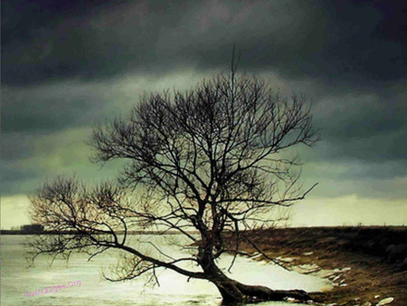 Tree and sky - cloud, sky, tree, nature