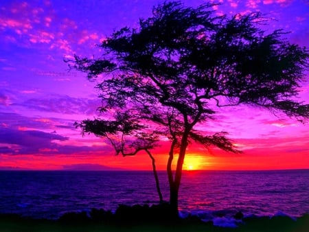 Beautiful sunset - sky, sun, tree, sunset, color, colourful