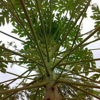 Artistic Papaya Tree