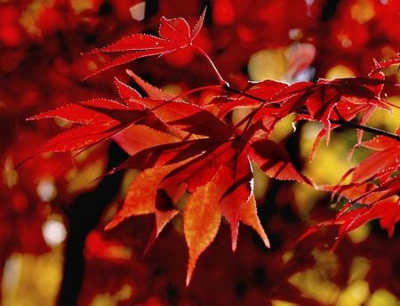 RED AUTUM - warm, autum, red, lef, beauty, colors