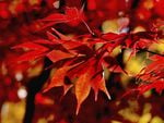 RED AUTUM