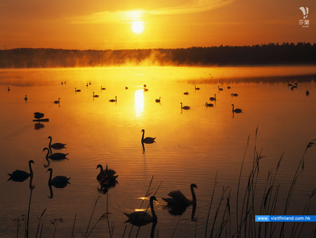 Sunset Lake Finland - swans, sunset, golden, silhouettes, silent water