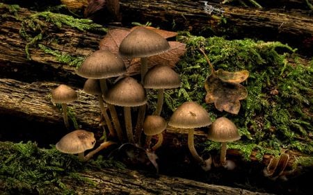 mushrooms - mushrooms, photography, trees, nature, green