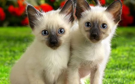 twins - pretty, kittens, cats, twin, siamese, animals