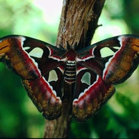 CAMOUFLAGED BUTTERFLY