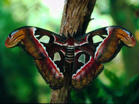 CAMOUFLAGED BUTTERFLY - brown, butterfly, camouflaged, red