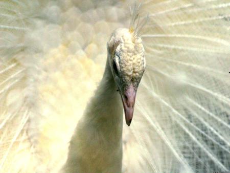 queen of peacock - white, animals, bird, peacock