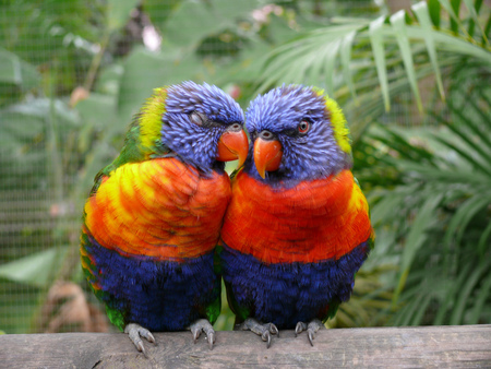 parrots-in-love - love, trees, animals, leafs, parrots, color, couples, bird