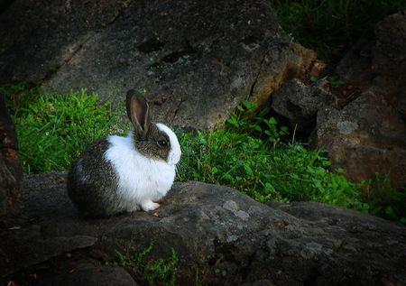 Mimi - grey and white, green, plants, forest, bunny, rocks